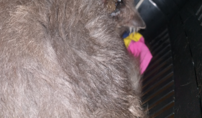 Ajudetrovãoesporiotricoseemfelinos