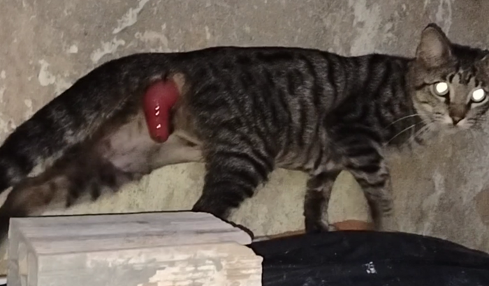 Ajude a pagar a continha de Scooby