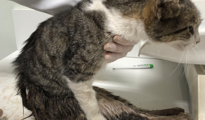 Ajude uma Gatinha abandonada