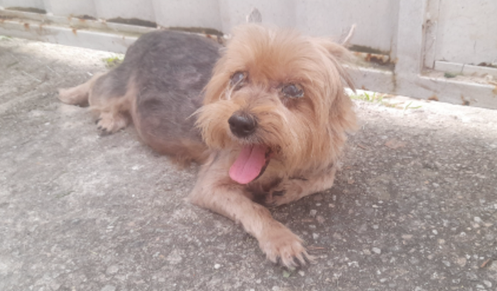 Ajuda para comprar remédios para cachorrinha Mel