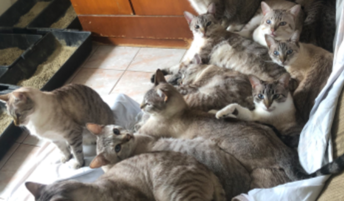 Dívida Veterinária