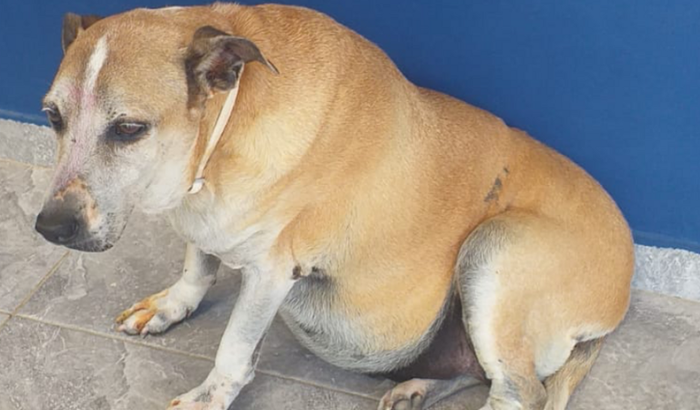 Ajude a cachorrinha Nina!