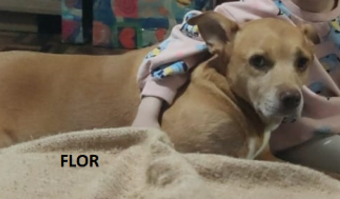 "Flor e o Bini que precisam de uma cirurgia de tumor ósseo"