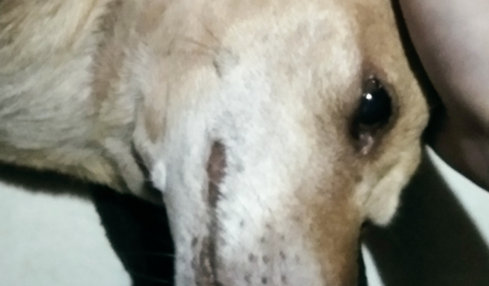 Minha cachorra tem câncer de mama e não posso pagar