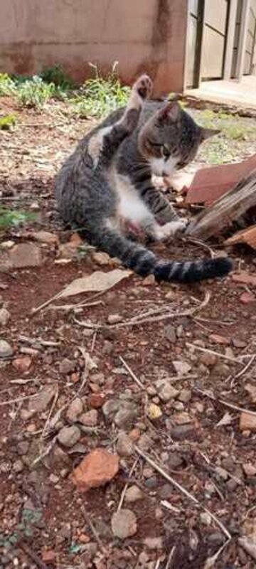 Gato prolapso de reto 