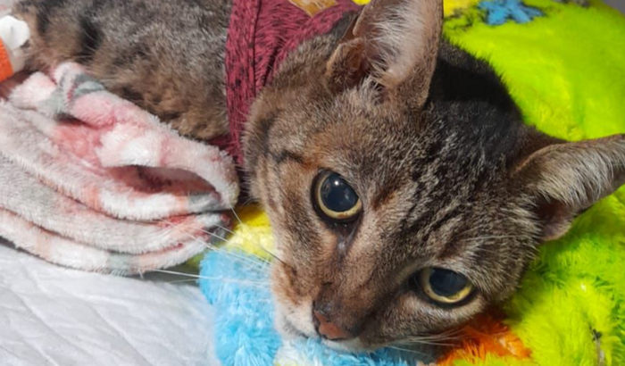 Pagar as despesas da Stacy