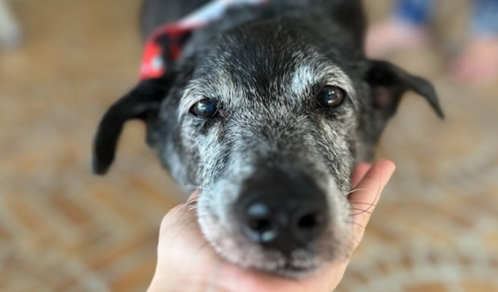 Uma chance para o Lex