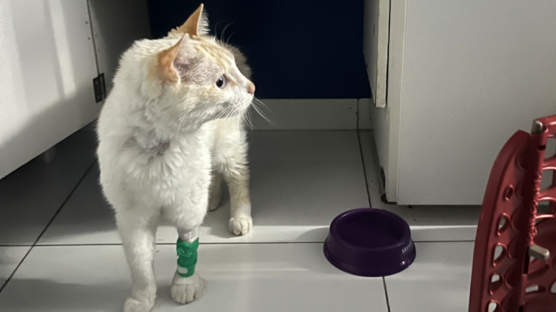 Ajude o Theo, gatinho positivo para PIF