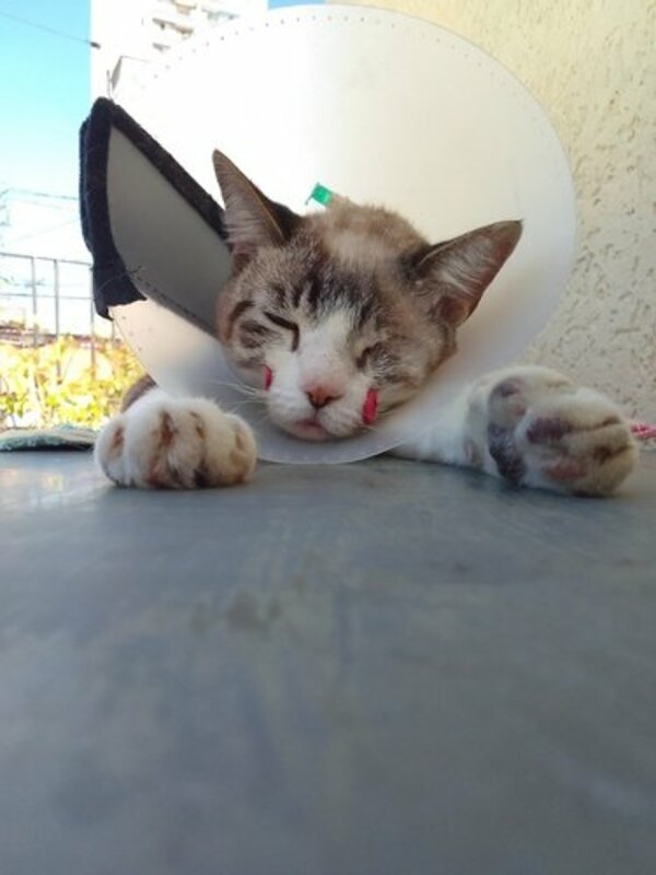 Ajude com as cirurgias e internação do nosso gatinho Floki