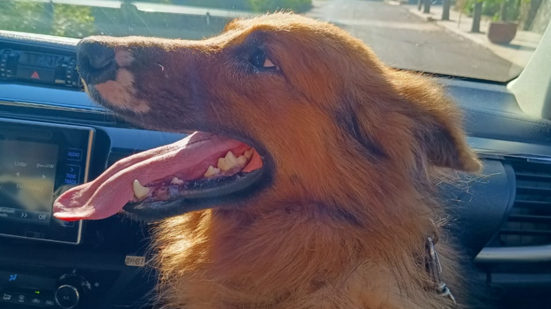 Au Au, meu nome é Alemão, preciso da sua ajuda 🙏🏼