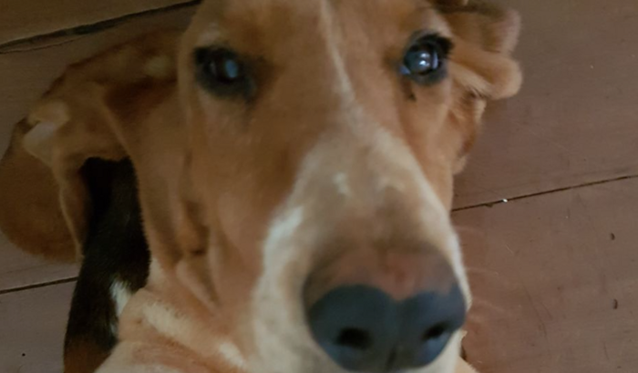 Ajuda pra cirurgia da Celeste