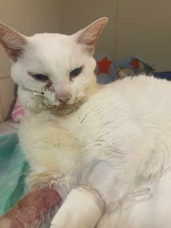 Ajuda para salvar meu gatinho de estimação 