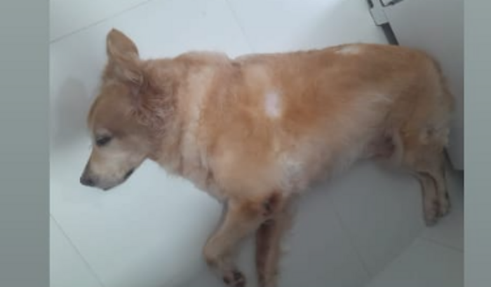 FRIDA pede socorro para ser feliz - PARTE 2