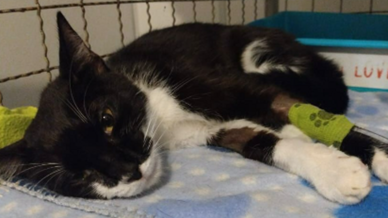 Tunzinho vencendo a PIF