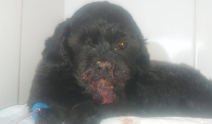 Para ajudar meu cachorro, chamado arrasca.