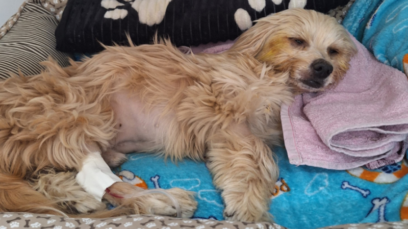 Tratamento do Feijão 