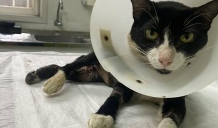 Ajude o Crizal 🐈⬛