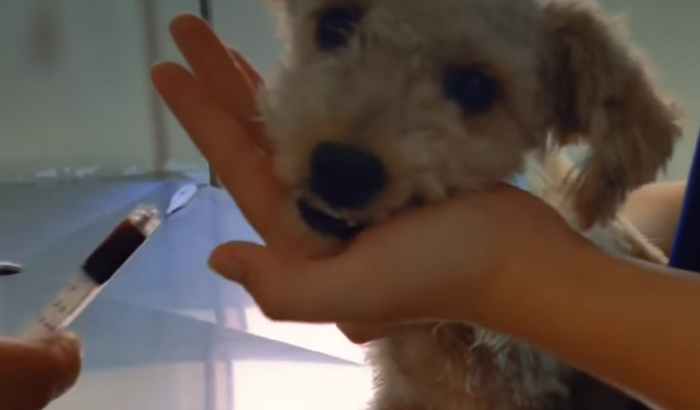 Poodle Resgatado Tratamento