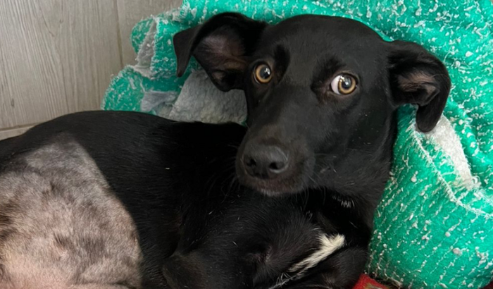 Ajude o Neguinho a se recuperar 🙏🏼❤️