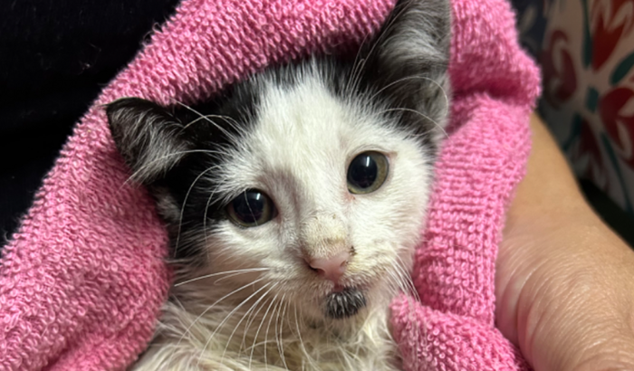 Ajude os Gatinhos Resgatados