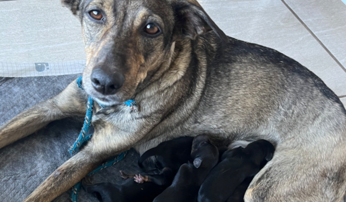 Família resgatada para lar temporário