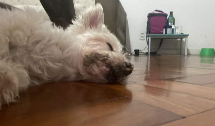 Ajude o Miguel voltar a andar (contribua para a cirurgia