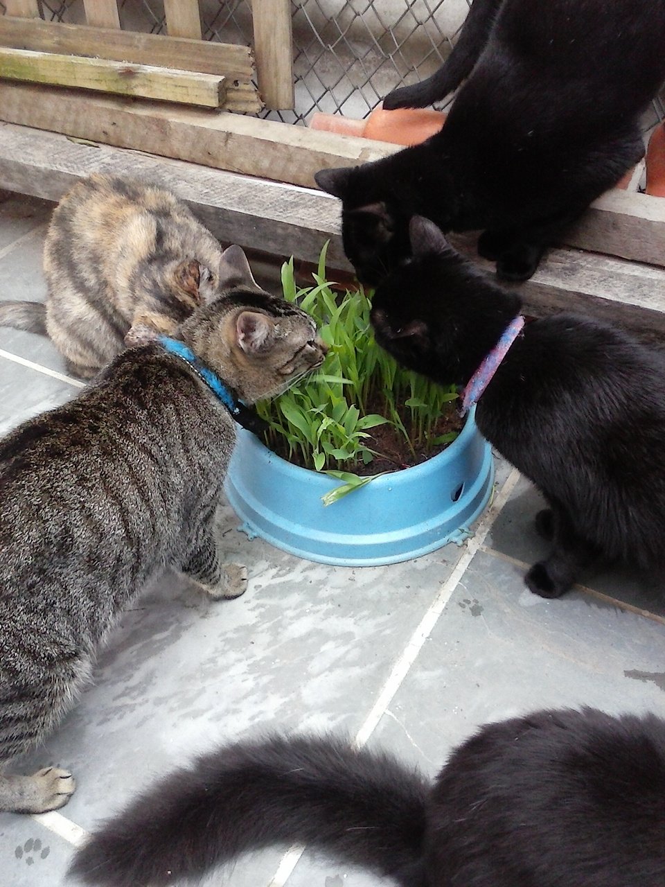 Abrigo gatos do Cipó.