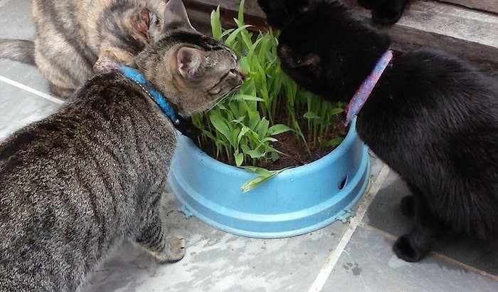Abrigo gatos do Cipó.