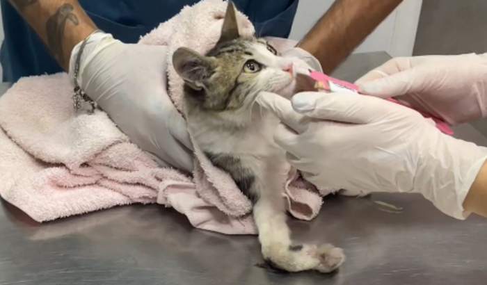 Salvar a patinha do "Drama", gatinho resgatado com fratura.