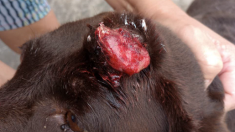 imagem da vaquinha Ajuda para um pet