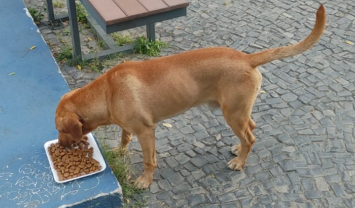 Ajude o Caramelo da praça do skate 🐕