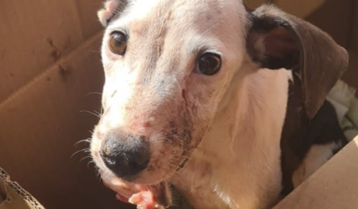 🐾Nos ajude a salvar o Panda 🐶❤️🐾