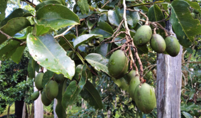 REFLORESTANDO COM CUMARU