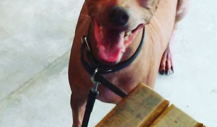 Tomografia da cachorrinha Dota