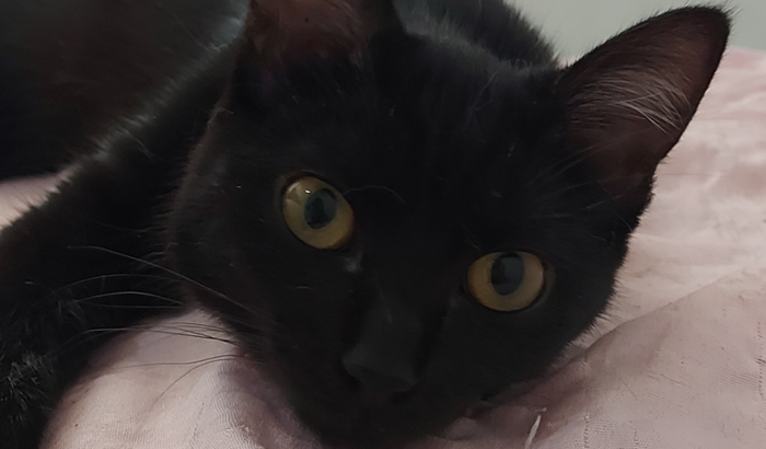 Ressonância da Jade