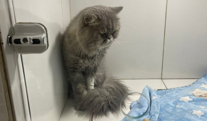 O Theo precisa de você