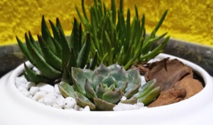 Ajude Juliana na realização de um sonho