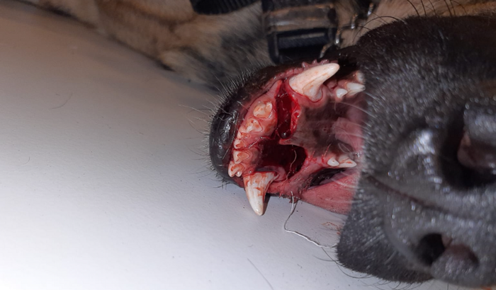 Me ajude a salvar o meu aumigo de 4 patas Spyke.