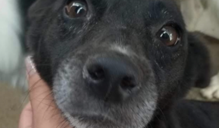 Ajude a Fani há viver mais um aninhos