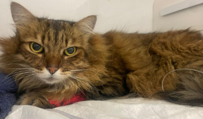 Ajude o Faísca com seu problema na bexiga