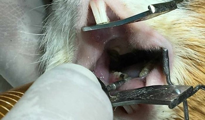 DESGASTE DENTARIO URGENTE PORQUINHO NÃO COME