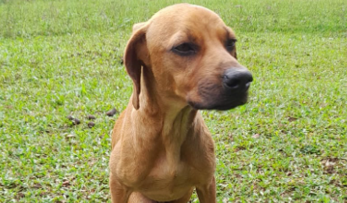 Ajuda para Lar temporário Marley