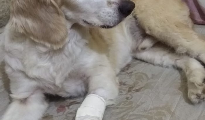 Ajuda o Spike