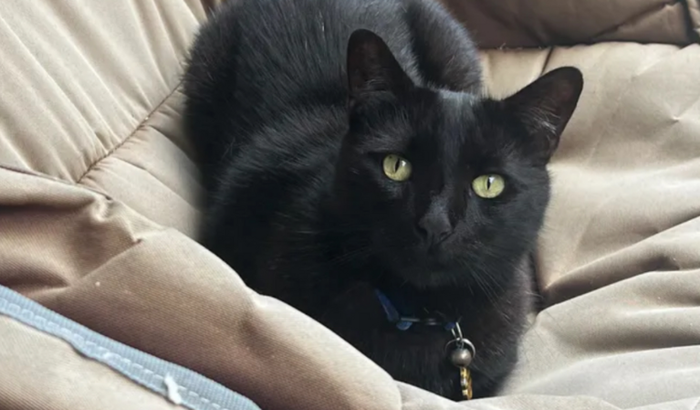 Ajudar Henry (gato)a voltar ao Brasil