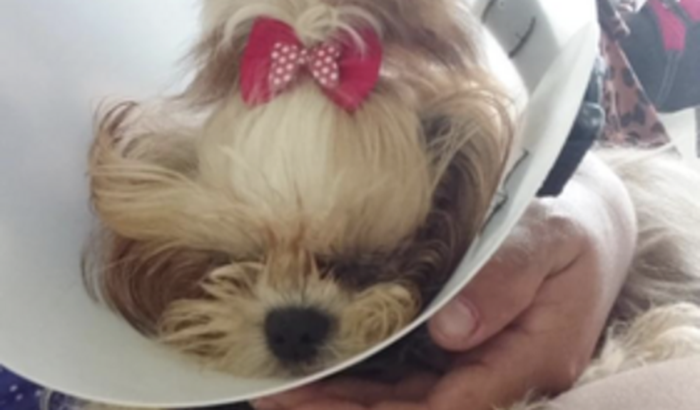 Cirurgia Seratoplastia Penetrante da Minha Cachorrinha Meg para não perder o Olhinho🐶