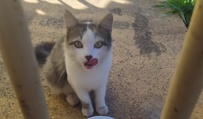 Me ajuda a castração da atrevida