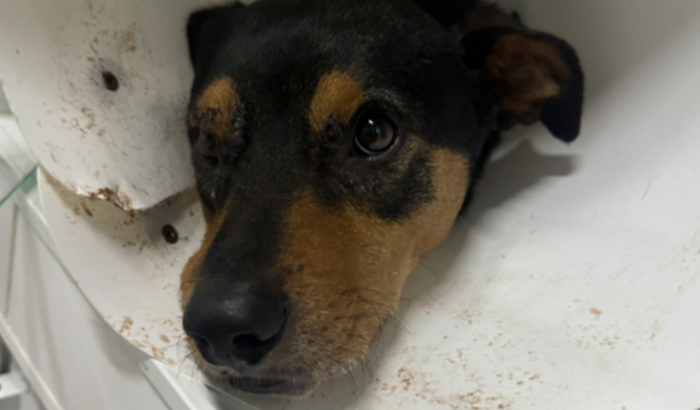 O Guerreiro precisa de ajuda 🐶🙏🏻