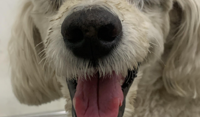 Ajude o pipoca na sua cirurgia