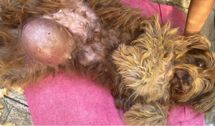 AJUDA PARA FAZER A CIRURGIA DA MINHA CADELINHA BABI