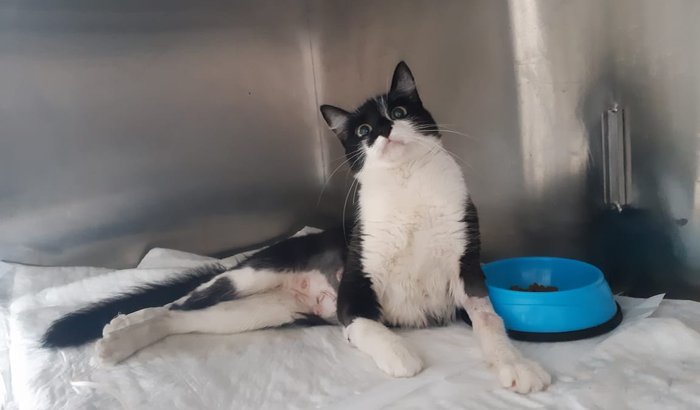 Cirurgia da Elis Valente